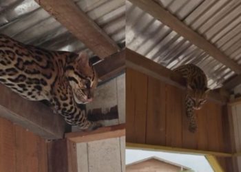 Vídeo: Jaguaratirica foge da tempestade e aparece no telhado de casa flutuante em Carauari