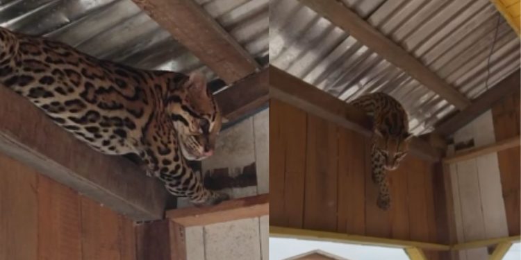 Vídeo: Jaguaratirica foge da tempestade e aparece no telhado de casa flutuante em Carauari