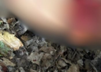 Macabro: Homem é encontrado sem a cabeça em área de mata no interior do Amazonas; veja