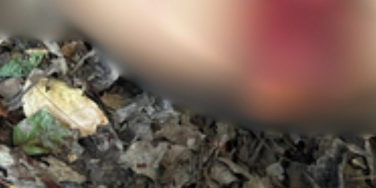 Macabro: Homem é encontrado sem a cabeça em área de mata no interior do Amazonas; veja