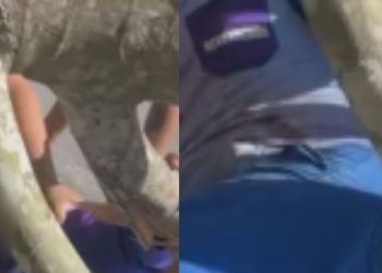 Entregador é atingido por galho de árvore e fica ferid0 na zona leste de Manaus; vídeo