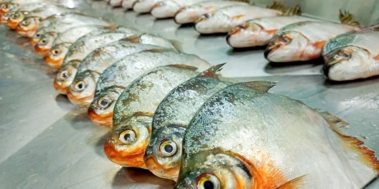 Três casos da doença da urina preta são confirmados em Itacoatiara após consumo de pacu