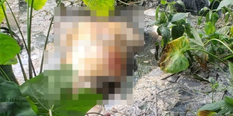 Após investigarem a origem do odor, os vizinhos se depararam com um tronco abandonado no local. Foto: Reprodução