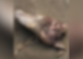 O filho dele, de 4 anos, sobreviveu, mas ficou gravemente ferido. Foto: Reprodução