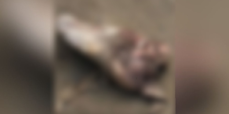 O filho dele, de 4 anos, sobreviveu, mas ficou gravemente ferido. Foto: Reprodução