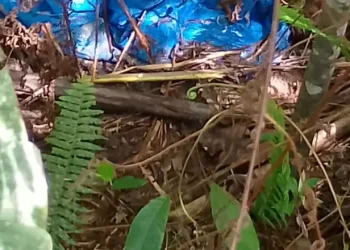 O material foi encontrado por acaso, enquanto pessoas transitavam pela via. Foto: Reprodução