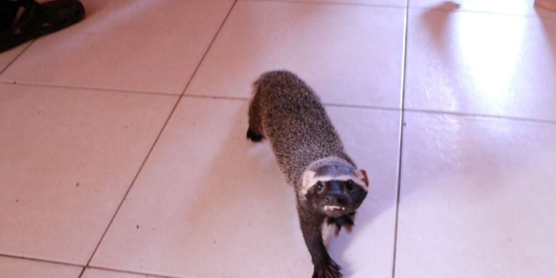 Furão criado como pet é resgatado na zona norte de Manaus