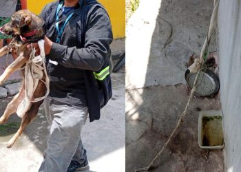 Três cachorros são resgatados com fome, carrapatos e amarrados em casa na zona leste de Manaus