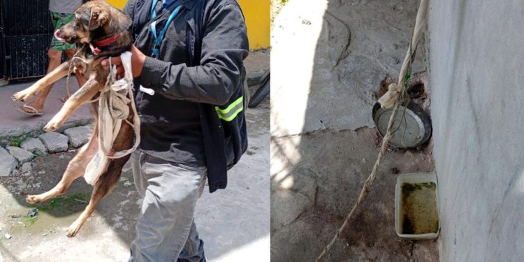 Três cachorros são resgatados com fome, carrapatos e amarrados em casa na zona leste de Manaus