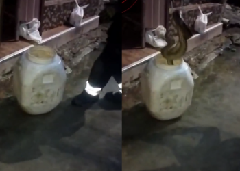 O animal foi resgatado por equipes do Corpo de Bombeiros Militar do Amazonas. Foto: Reprodução