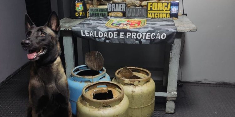 Polícia apreende quase 30 kg de skunk escondidos em botijas de gás no AM