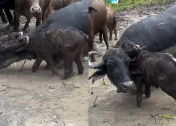 O episódio aconteceu na Fazenda Dom Pedro, no município de Itacoatiara. Foto: Reprodução