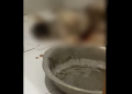 O animal passará por exames periciais para estabelecer oficialmente a causa da morte. Foto: Reprodução