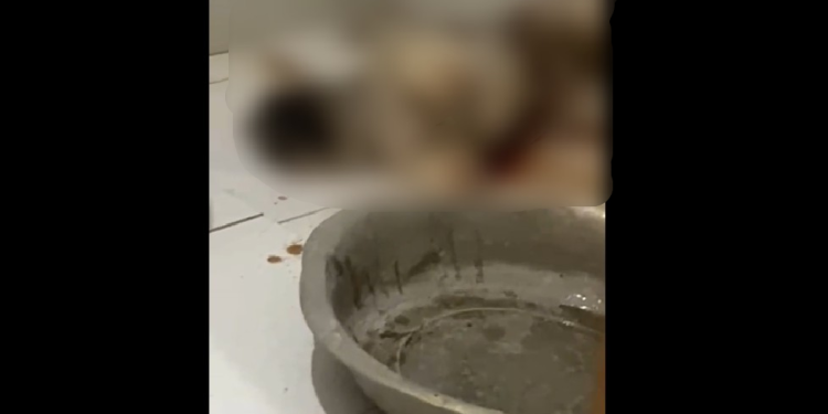 O animal passará por exames periciais para estabelecer oficialmente a causa da morte. Foto: Reprodução