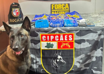 O prejuízo estimado ao crime organizado é de R$ 160 mil. Foto: Reprodução