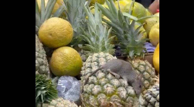 Até o momento, não há informações sobre fiscalização no local após o novo episódio com um roedor no supermercado flagrado nesta quarta-feira. Foto; Divulgação