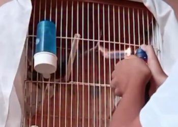 Veja: Garoto de 13 anos é investigado após publicar vídeos de m4us-trat0s a animais