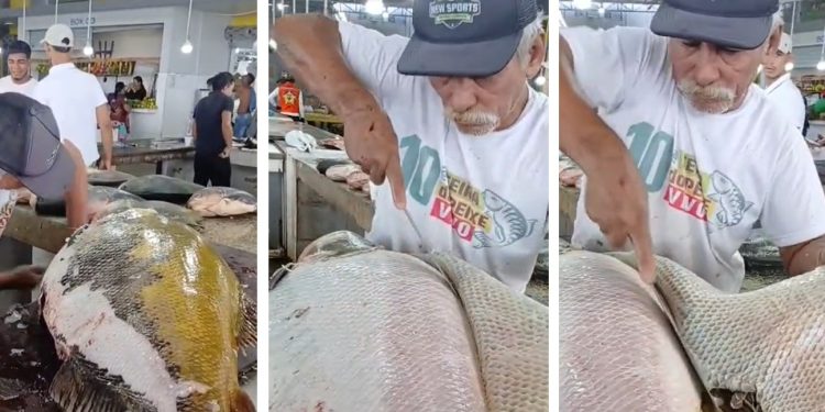 Vídeo: tambaqui gigante pescado em rio do Amazonas viraliza nas redes sociais
