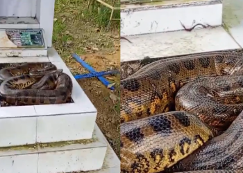 O flagrante foi registrado em vídeo e rapidamente repercutiu nas redes sociais. Foto: Reprodução