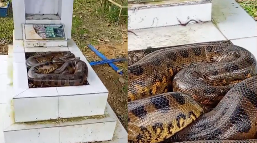 O flagrante foi registrado em vídeo e rapidamente repercutiu nas redes sociais. Foto: Reprodução
