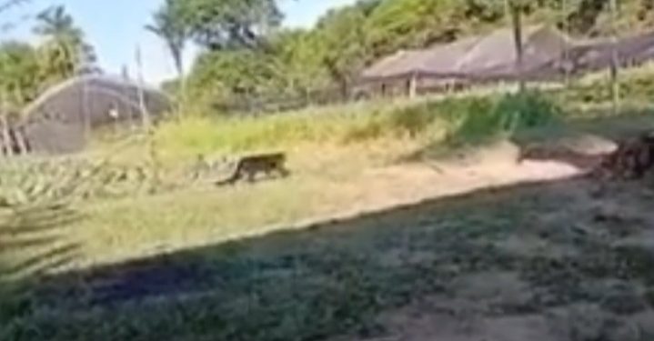 Vídeo: moradores de residencial filma animal silvestre da janela no Amazonas: ‘meu Deus, uma onça’