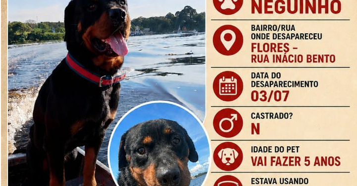 O animal não é castrado e, no momento do sumiço, vestia uma coleira com listras horizontais vermelhas e azuis. Foto: Reprodução