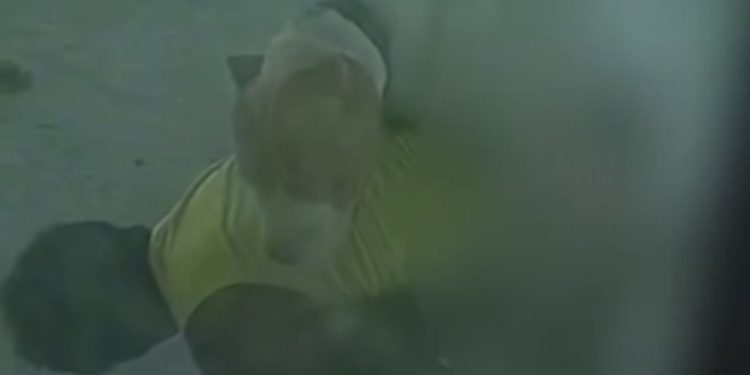 vulgo 'Boga Nervoso' é denunciado após ser flagrado tendo relações com cachorro