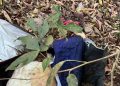 Polícia passa horas procurando corpo em cova e encontra cachorro morto em Manaus