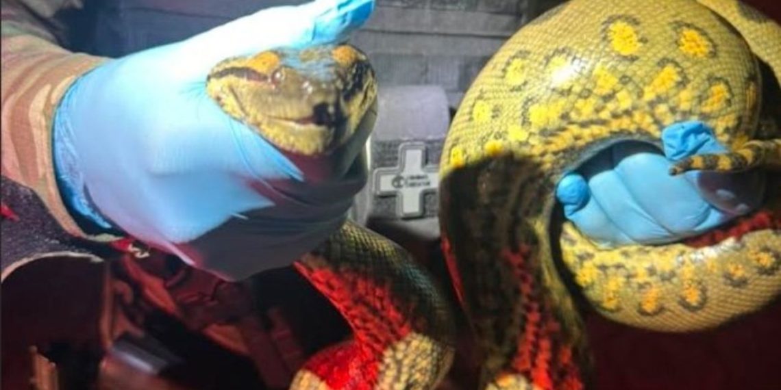 Sucuri gigante aparece em praça de alimentação de Manaus e assusta moradores
