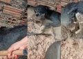 Vídeo mostra mãe de cãozinho entrando em área alagada e salvando seu filhote