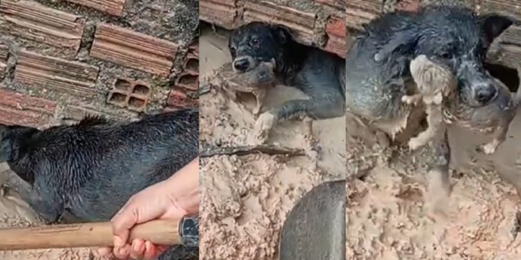 Vídeo mostra mãe de cãozinho entrando em área alagada e salvando seu filhote