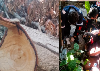 O impacto foi fulminante, e a vítima não resistiu aos graves ferimentos. Foto: Reprodução