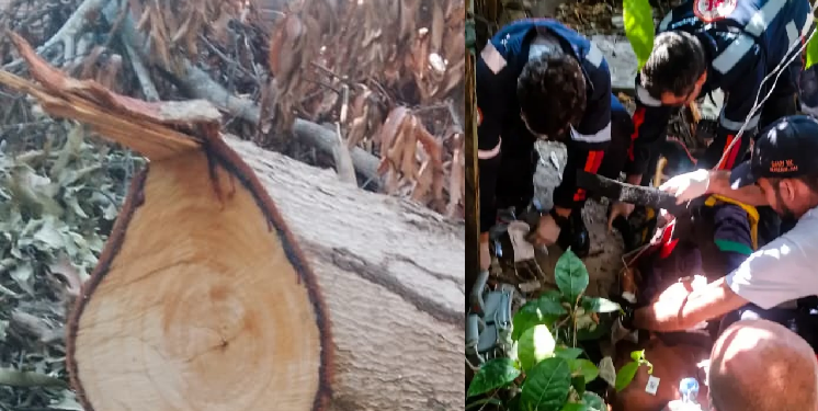 O impacto foi fulminante, e a vítima não resistiu aos graves ferimentos. Foto: Reprodução