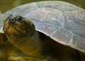 Após o tambaqui, cágado amazônico entra na lista de animais ameaçados de extinção