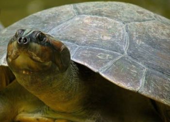 Após o tambaqui, cágado amazônico entra na lista de animais ameaçados de extinção