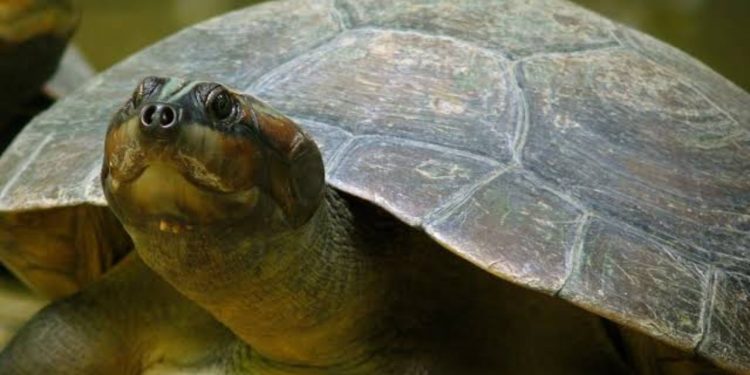 Após o tambaqui, cágado amazônico entra na lista de animais ameaçados de extinção