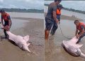 Vídeo: boto-cor-de-rosa é salvo após encalhar no interior do Amazonas