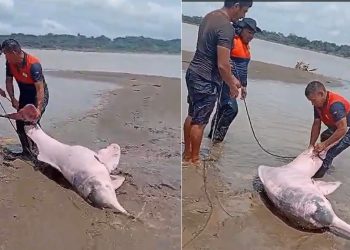 Vídeo: boto-cor-de-rosa é salvo após encalhar no interior do Amazonas