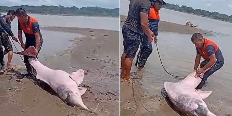 Vídeo: boto-cor-de-rosa é salvo após encalhar no interior do Amazonas