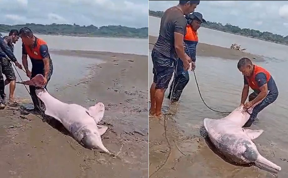 Vídeo: boto-cor-de-rosa é salvo após encalhar no interior do Amazonas