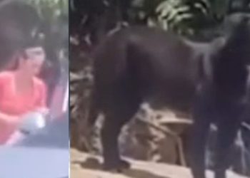 Vídeo: quem é a mulher flagrada abandonando um cachorro na Ponta Negra?
