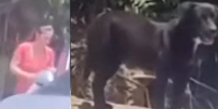 Vídeo: quem é a mulher flagrada abandonando um cachorro na Ponta Negra?