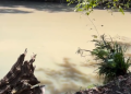 ‘Vontade de chorar’, lamenta proprietário de cachoeira fechada por contaminação em Presidente Figueiredo; veja