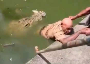 Vídeo: tratador é arrastad0 para a água e m0rre atacad0 por crocodilo: ‘eu via a dor nos olhos dele’