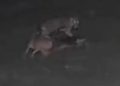 Vídeo mostra onça atacand0 e matand0 cachorro em propriedade rural no Amazonas