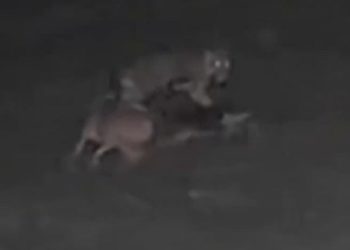 Vídeo mostra onça atacand0 e matand0 cachorro em propriedade rural no Amazonas
