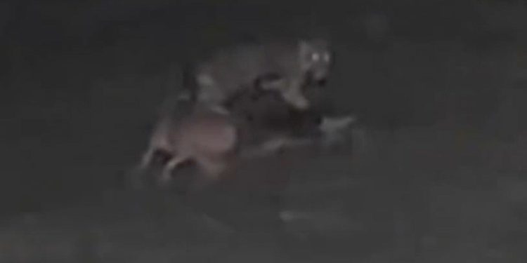 Vídeo mostra onça atacand0 e matand0 cachorro em propriedade rural no Amazonas