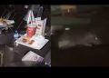 Vídeo: rato é encontrado na sala VIP do cinema do Shopping Ponta Negra em Manaus: ‘absurdo’