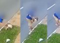 Vídeo: polícia identifica idoso filmado jogando cachorro no bueiro