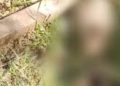 Ossada humana é encontrada em rua de município no interior do Amazonas